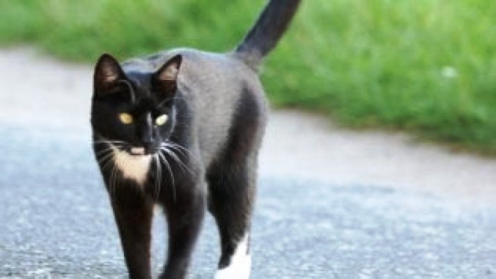 Gatti con zampe dal pelo chiaro