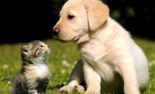 animali domestici