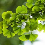 Ginkgo biloba: proprietà ed effetti benefici di una pianta antica