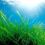 Alga spirulina: tutte le caratteristiche e i suoi effetti sull’organismo