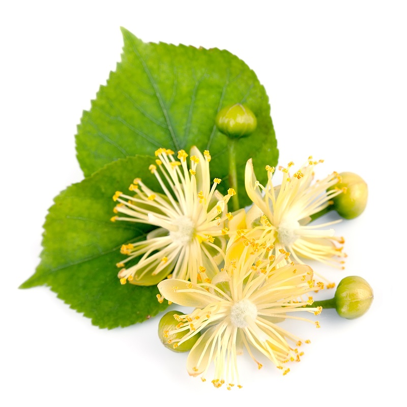 fiori di tiglio