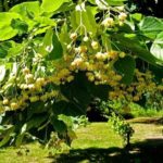 Fiori di tiglio: proprietà benefiche e curative