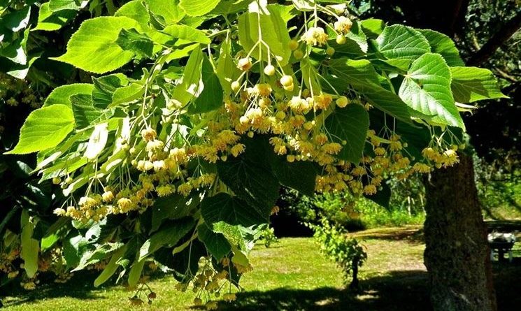 fiori di tiglio