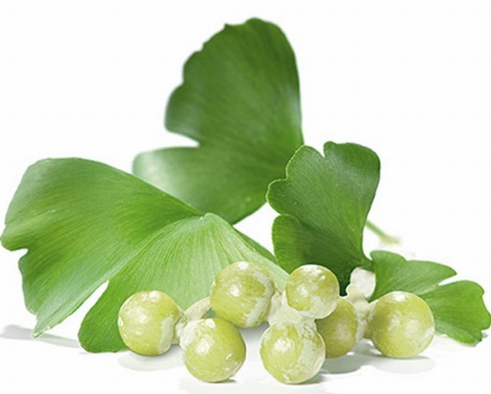 Gingko biloba