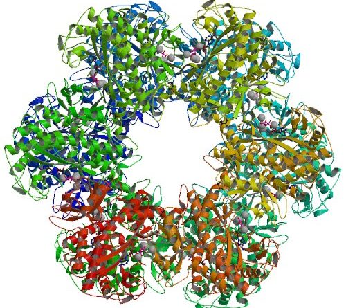glutammina