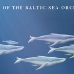 Whales of the Baltic Sea Orchestra: il nuovo video tratto da un brano di Desdemona