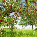 Le ciliegie: ottime per uno spuntino sano e poco calorico