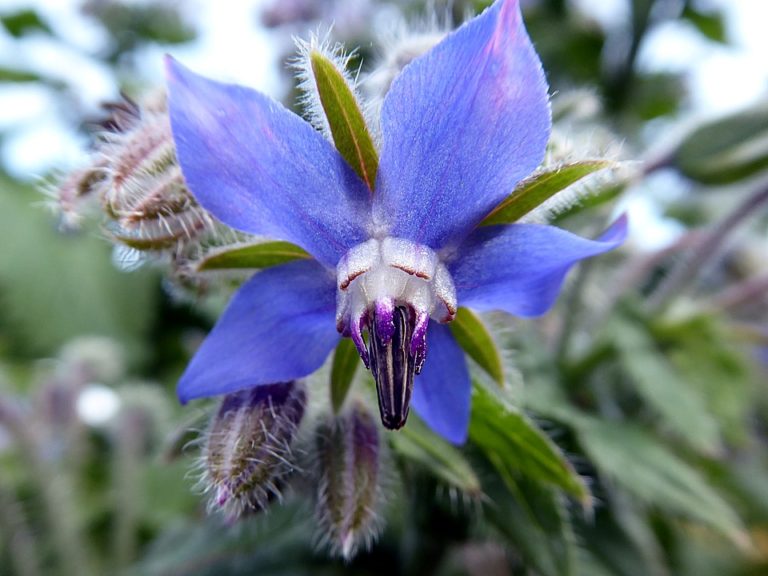 Olio di Borragine, noto e apprezzato per gli acidi grassi Omega6