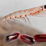 Olio di Krill, l’antiossidante più potente di sempre