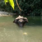 Elefantessa morta dopo aver mangiato un ananas imbottito di petardi: è successo nel Kerala