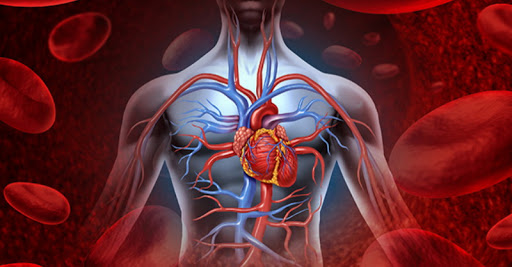 sistema cardiovascolare