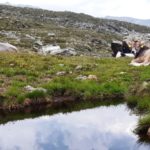 Modificate le regole del carico bestiame massimo in Alto Adige