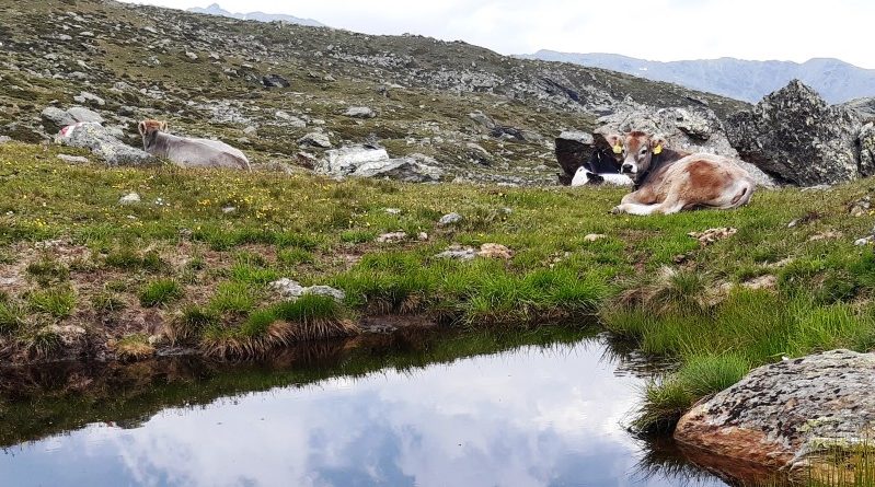 Bestie sul pascolo: Per ottenere finanziamenti i contadini devono rispettare un carico massimo di bestiame. (Foto: LPA/Guido Steinegger)