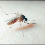 Le zanzare sono il vero tormento dell’estate: come contrastarle