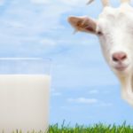 Il latte di capra fa bene e conviene