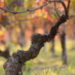 Vietti, la cantina delle Langhe