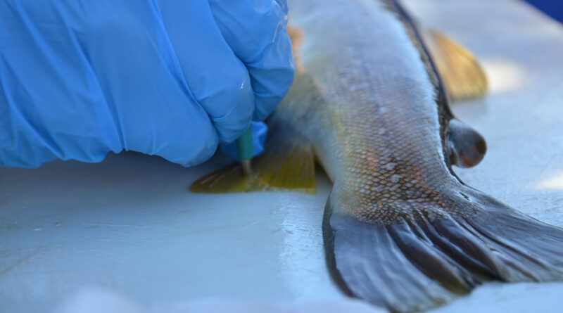 Trota marmorata - ph Ufficio caccia e pesca Bolzano