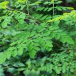 La Moringa oleifera: perchè fa bene all’organismo
