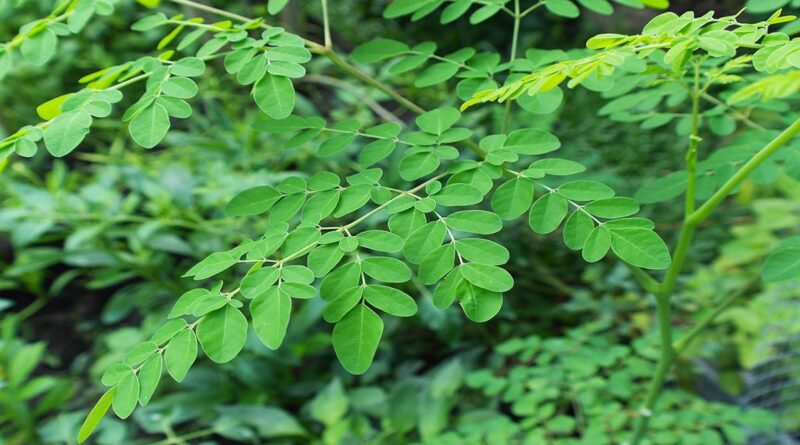 Moringa olifera