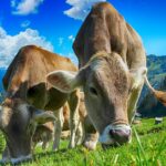 Etichettatura sul benessere degli animali a livello dell’Ue