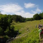 Processionaria del pino nei territori del Parco Nazionale della Sila: è allarme