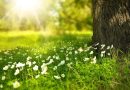 natura - Foto di Larisa Koshkina da Pixabay