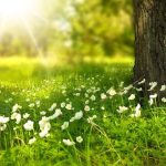 Inaugurato primo modulo didattico di forestazione urbana a Roma