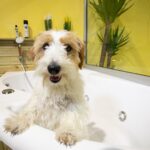 Arrivano le Terme per gli animali con il Bologna Dog Centre, curato dall’associazione ChiaraMilla