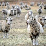 Zootecnia: domande per gli aiuti alla monticazione 2021 in Valle d’Aosta