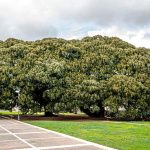 Cagliari. Tre esemplari arborei dei Giardini Pubblici nell’elenco regionale degli Alberi Monumentali
