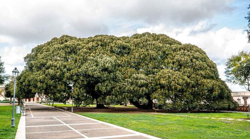 esemplari arborei dei Giardini Pubblici - ph comune cagliari