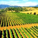 A Malvito si presentano le identità enologiche e la promozione enoturistica del territorio
