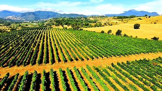 Paesaggio rurale vigneti di Malvito