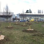 72 nuovi alberi nei quartieri per festeggiare simbolicamente bambini e bambine nati a Bologna