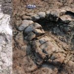 Sulle coste di Penarth orme lasciate da uno dei primi sauropodi o un suo parente