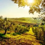 Grazie al progetto “Scapigliato Alberi” piantumati 14 mila olivi in meno di un anno