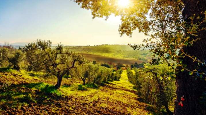 originale maremma-countryside-panorama-and-olive-trees-on-su-AZP92R4