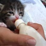 A Modena la possibilità di proporsi come “balie” feline o volontari al gattile