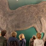 Varese, alla scoperta dei fossili restaurati: tre incontri per un viaggio lungo 240 milioni di anni