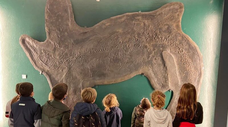 besano fossili