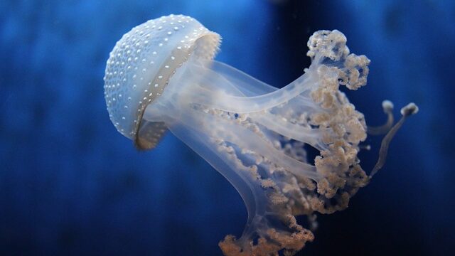 meduse acquario di genova - Foto di Andrea Santoni da Pixabay
