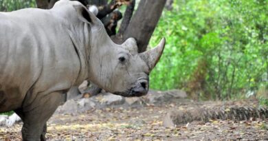 “Invertiamo il Rosso”: al Bioparco di Roma una giornata per la biodiversità – Domenica 11 maggio 2025