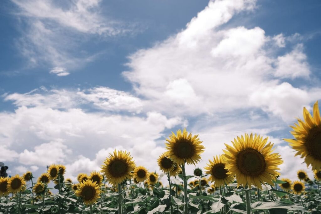 girasoli ph da unsplash
