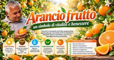 Arancio frutto: un simbolo di vitalità e benessere